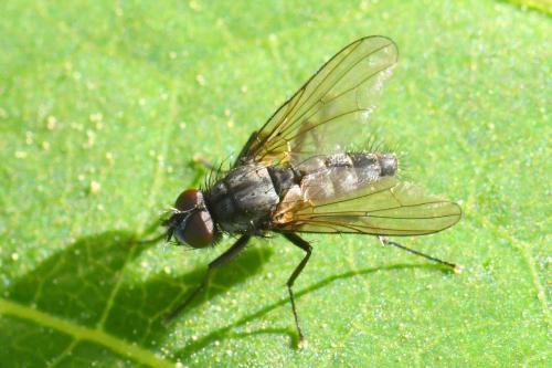 Réf. 335 595 : Delia radicum